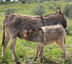 a donkey and its baby standing in a field at Monte Santa Catarina in Monsaraz