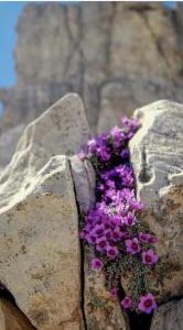 un montón de flores púrpuras sentadas en una roca en Villa Lavanda en Strn