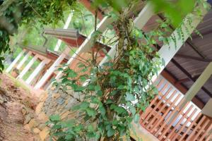 una pianta sta crescendo sul lato di un edificio di Sinharaja Forest Lodge a Deniyaya