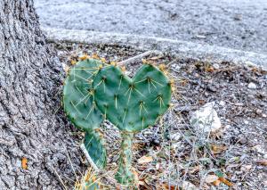 Φωτογραφία από το άλμπουμ του Driftwood σε Concan
