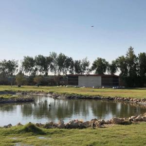 a group of animals in a pond in front of a building at Gamarah farm in Al Wafrah