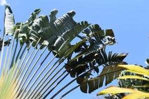 聖卡塔利娜的住宿－Hotel Las Hamacas，蓝天背景的棕榈树