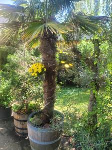 un palmier dans un tonneau dans un jardin dans l'établissement Ferienwohnung Silva, à Dresde