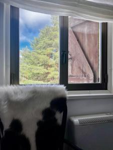 um gato sentado num sofá olhando pela janela em Apartamento LOS CORZOS - LA PINILLA em Cerezo de Arriba