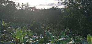 un bosque lleno de plantas verdes y árboles en Roça do Lucindo, en Santo António