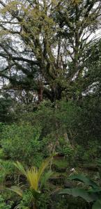a large tree in the middle of a forest at Roça do Lucindo in Santo António