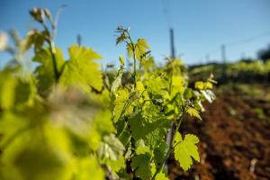 a close up of a plant in a field at Sos Ferres D'en Morey in Manacor