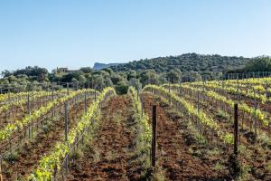 a vineyard with rows of green vines at Sos Ferres D'en Morey in Manacor +125 photos
