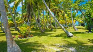 een groep palmbomen in een grasveld bij Motu Fara Private Island in Avatoru