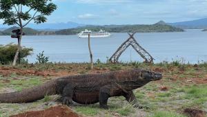 a lizard laying in the grass with a boat in the water at Jhuna Komodo Homestay in Komodo