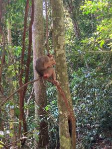 a monkey sitting on a tree in the forest at Ustin Nagoya Bukit Lawang Orangutan Trekking & transport You can only stay at the hotel if you book your trekking with us in Bukit Lawang +58 photos