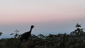 ein Vogel, der auf einem Ast steht in der Unterkunft Río Celeste Nature View in Upala
