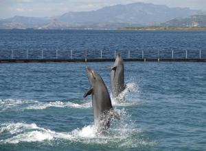 dois golfinhos a brincar na água no oceano em Mango Valley Hotel 5 em Olongapo