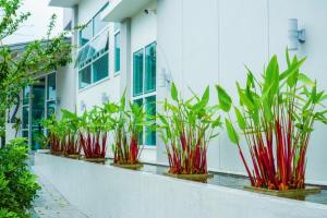 BM PATTANI APARTMENT في Ban Ru Sa Mi Lae: صف من النباتات الفخارية على جانب المبنى