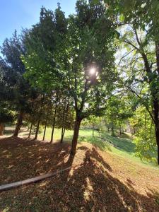 a tree in a park with the sun shining through it at Aréna Apartman in Kaposvár