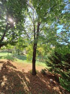 uma árvore num campo com um frisbee debaixo dela em Aréna Apartman em Kaposvár