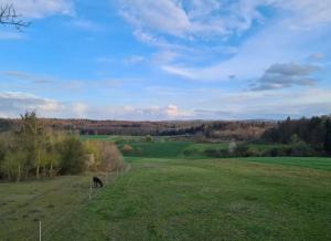 una vaca pastando en un gran campo verde en Schönes Zimmer in Einfamilienhaus in ruhiger Lage, en Ober-Ramstadt