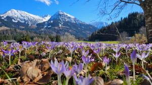 a field of purple flowers with mountains in the background at Bärbels Ferienwohnungen in Langenwang