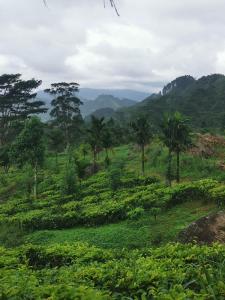 a green field with palm trees and mountains in the background at Galaha Eco Camping 1 in Kandy