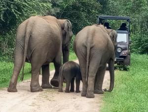 Altri animali domestici presso l'affittacamere o nei dintorni