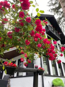 un ramo de flores rosas delante de una casa en Starite Borove en Sinagovtsi