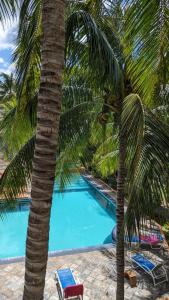 een palmboom en stoelen naast een zwembad bij Charming apartment close to beach & amenities - Appartement de charme proche plage in Flic-en-Flac