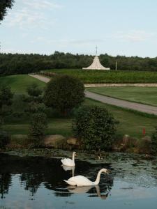 due cigni che nuotano in un laghetto in un parco di Edem Resort Medical & SPA a Strelki