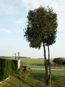 uma árvore no meio de um campo verde em Edem Resort Medical & SPA em Strelki