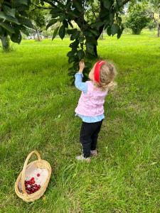Una bambina in piedi accanto a un cesto di frutta di Agriturismo Verger Plein Soleil a Saint-Pierre