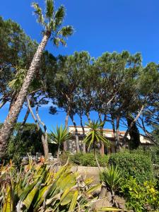 a palm tree in the middle of a garden at Le Refuge in La Croix-Valmer