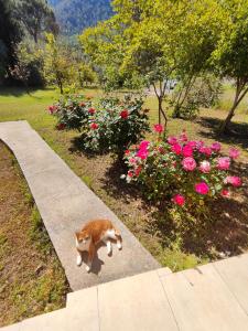 a cat walking on a sidewalk next to flowers at 7 Garden Bungalow / Camping in Kumluca +27 photos