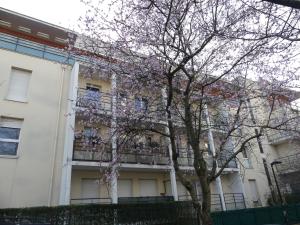un arbre à fleurs devant un bâtiment blanc dans l'établissement Lovely room in quiet appartment, à Ivry-sur-Seine