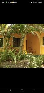 a tree in front of a house with plants at Apart Hotel Acuarious de Luis in Estelí