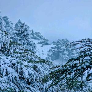 a snow covered hillside with trees on it at Ketama كتامة in Ketama