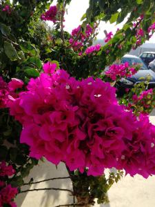 Ein Haufen rosa Blumen in einer Vase in der Unterkunft Blue Waves home Mykonos in Kalo Livadi