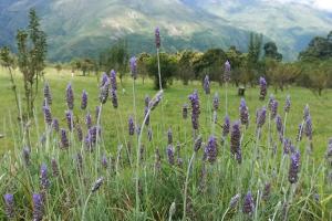 a field of purple flowers with mountains in the background at finca de barcena, country house in Tumbaya