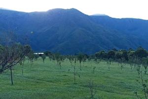 ein Feld von Bäumen mit einem Berg im Hintergrund in der Unterkunft finca de barcena, country house in Tumbaya + 3 Fotos
