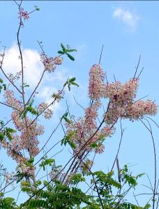 a tree with pink flowers against a blue sky at Century Hotspring Resort in Phra Chedi Sam Ong