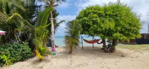 a hammock hanging between two palm trees on a beach at FRESH BEACH HOUSE in San Andrés