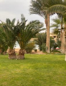 a group of palm trees in a grass field at Nubia Gouna in Hurghada