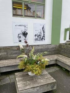 une plante en pot assise sur un banc en bois dans l'établissement La Reduiste, à Redu