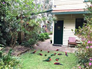 A garden outside Rosella's On Springbrook