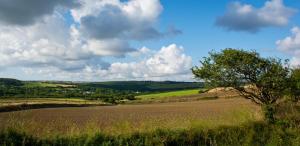 a field with a tree in the middle of a field at Red Fox Barn in Perranporth