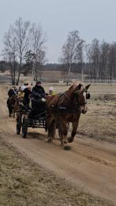 a horse drawn carriage on a dirt road at Zirgu sēta "Klajumi" - Horse ranch "Klajumi" in Kaplava