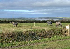 a group of three horses walking in a field at Pengliddon No.5 in Wadebridge