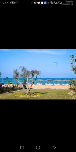 a picture of a beach with a tree and the ocean at فنادير in Hurghada
