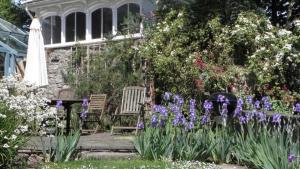 Mulberry Hill Cottage في Nicholaston: حديقة بها كرسيين وورود أرجوانية