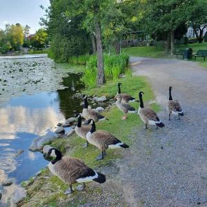 een groep ganzen die over het gras lopen bij een rivier bij Private studio apartment 13 min to Stockholm city in Sundbyberg