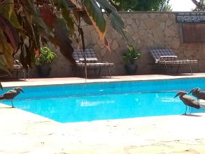 two birds standing next to a swimming pool at Ngorongoro Camp and Lodge in Karatu