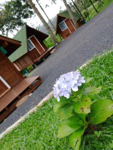 a plant with purple flowers in front of a house at Chalés Snow in Urubici